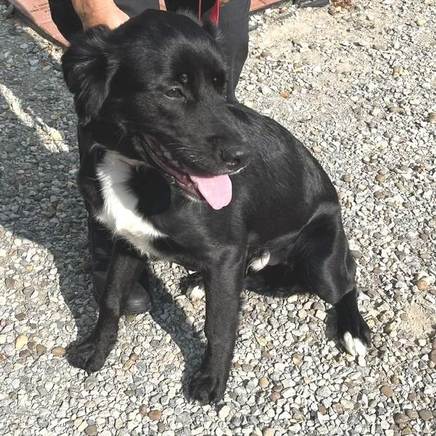 A young medium-sized male Black Labrador Retriever dog named Bugsy for adoption in Novelty, OH