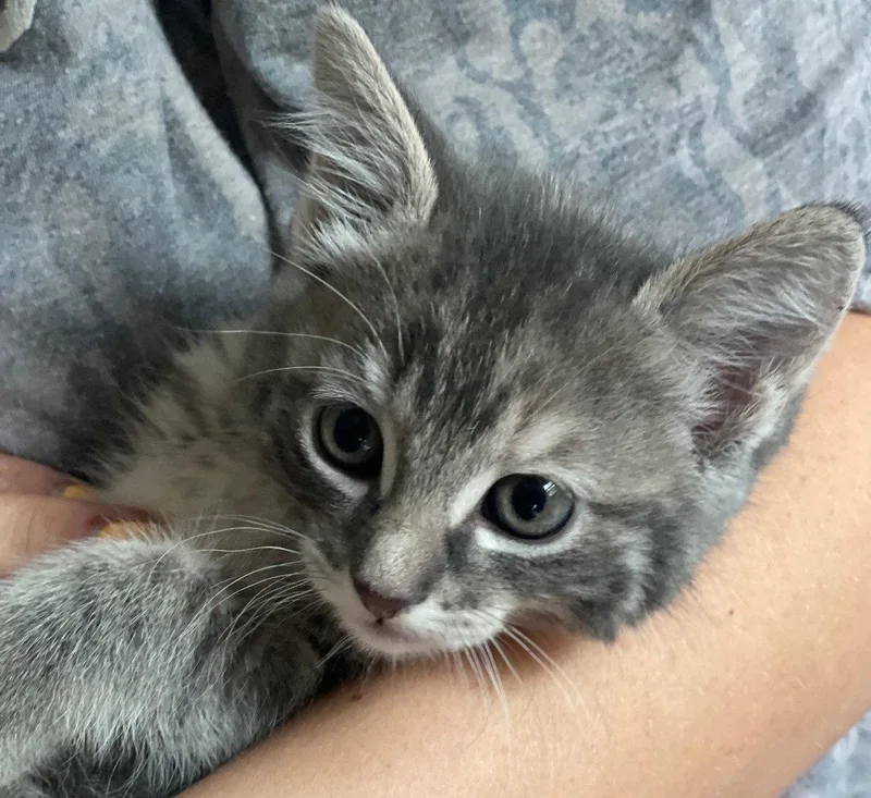 A baby medium-sized female Tabby cat named Roronoa for adoption in Island Lake, IL