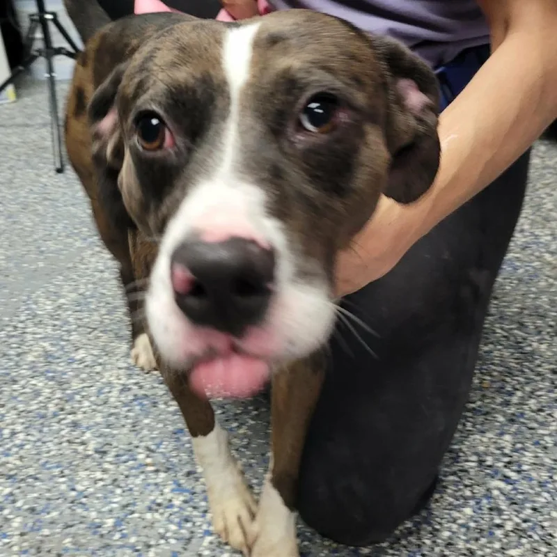 An adult medium-sized male Brindle Shepherd dog named Boba for adoption in Washington, DC