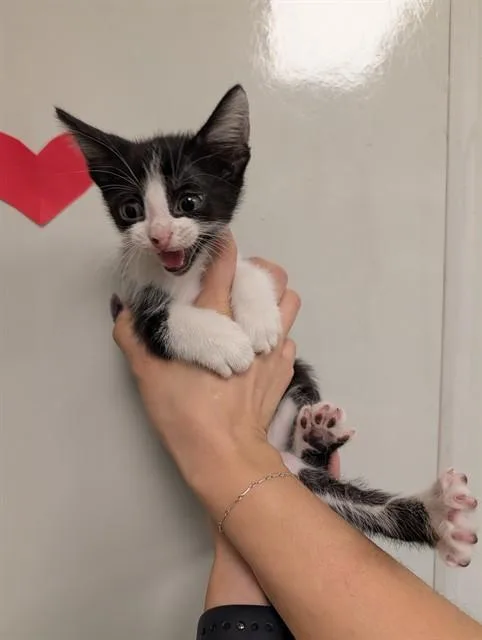 A baby small-sized male Domestic Short Hair cat named Comet for adoption in Ontario, CA