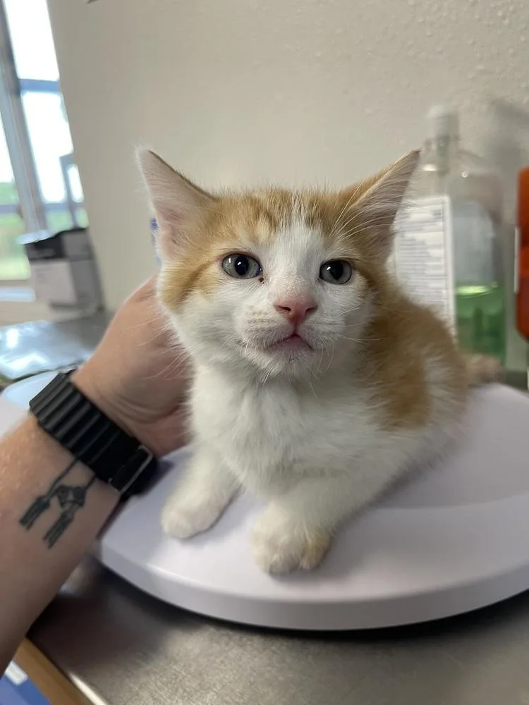 A baby medium-sized male Domestic Short Hair cat named Singer for adoption in Bolivar, MO