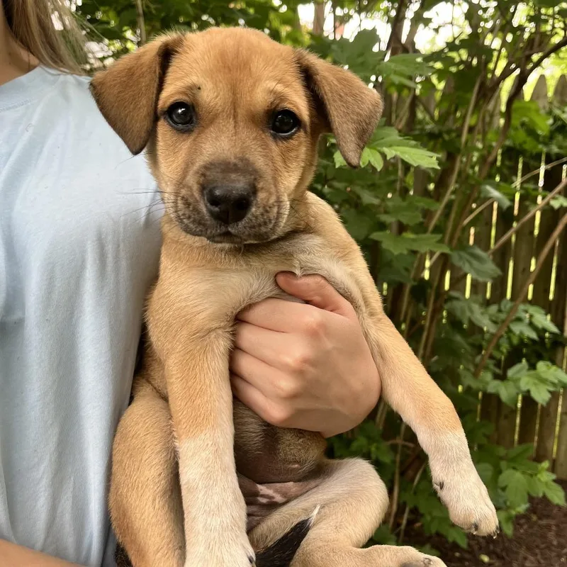 A baby small-sized male Brown / Chocolate Hound dog named Mia Pup: Dunnie for adoption in Falls Church, VA