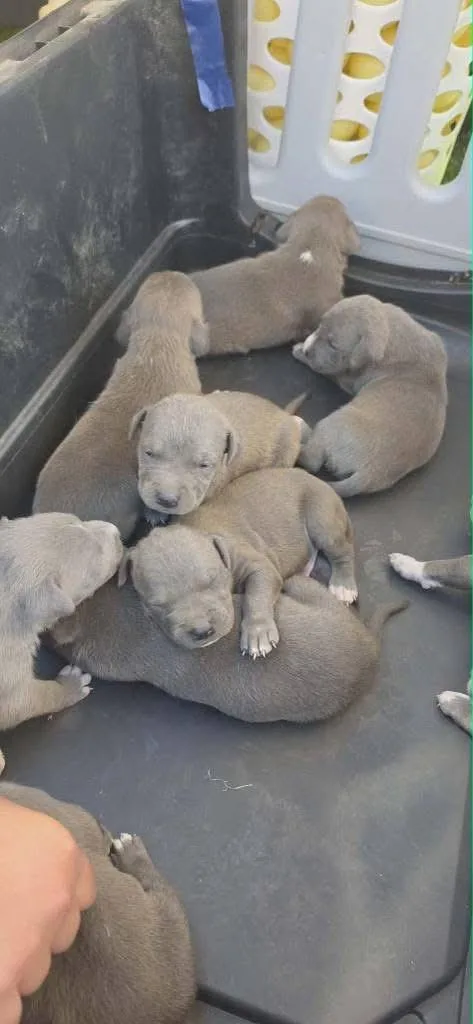 A baby small-sized male Pit Bull Terrier dog named Vlad for adoption in Tucson, AZ
