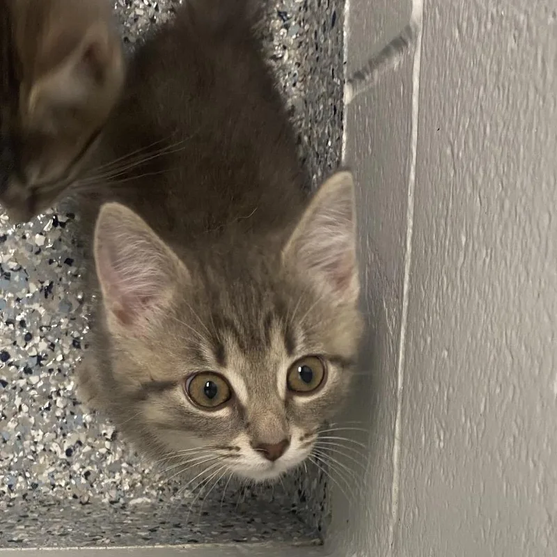 A baby small-sized male Brown / Chocolate Domestic Short Hair cat named Austin for adoption in Dayton, OH