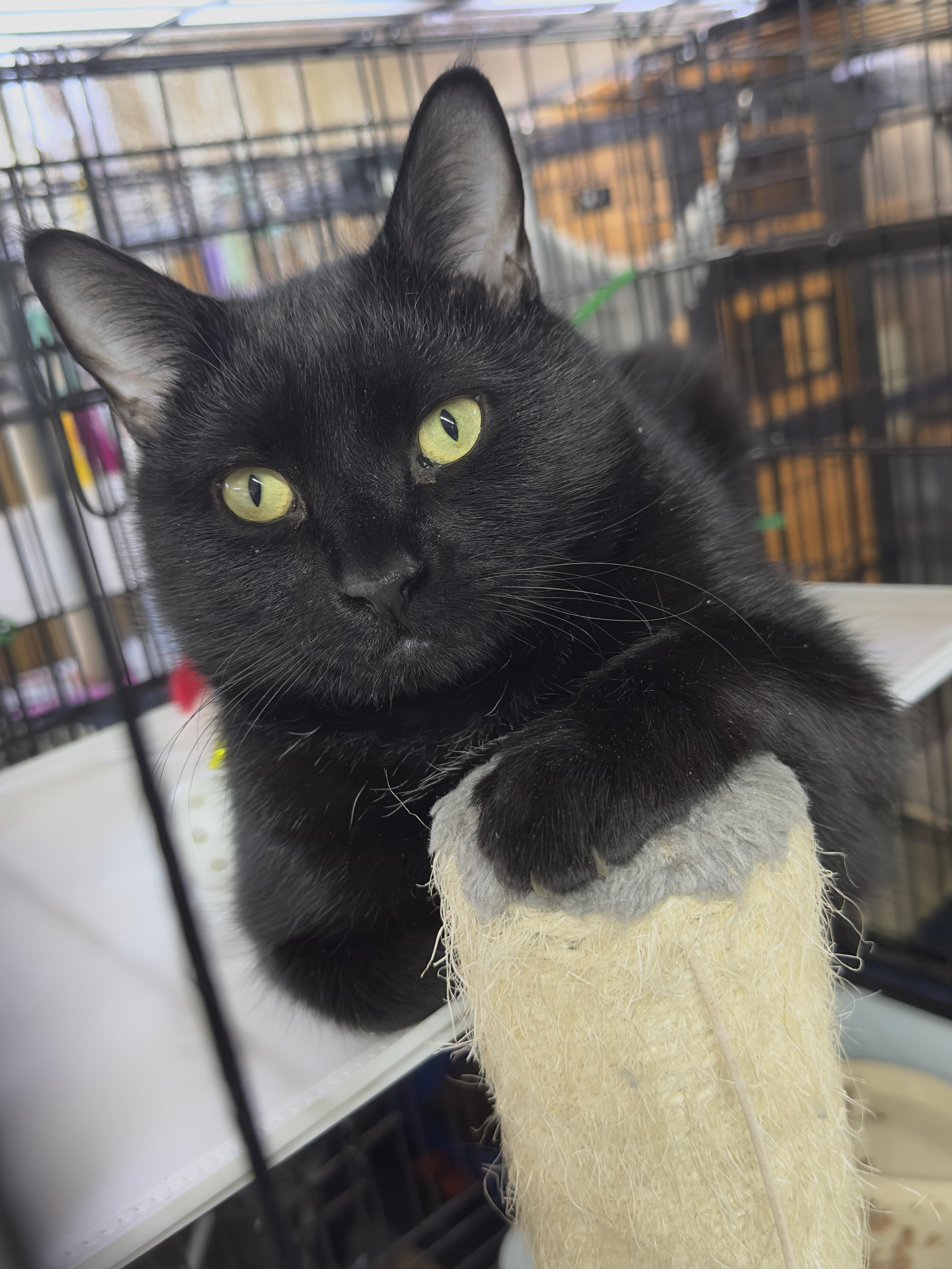 A young medium-sized male Black American Shorthair cat named Shadow for adoption in Roscoe, NY