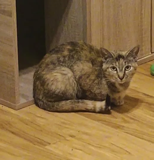 Remodel  Reduced Fee