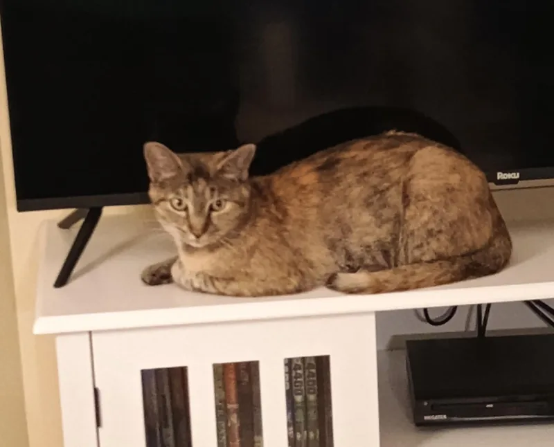 Remodel  Reduced Fee thumbnail 2