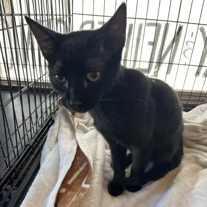 A young small-sized male Black Domestic Short Hair cat named Figgy Pudding for adoption in Pittsburg, KS