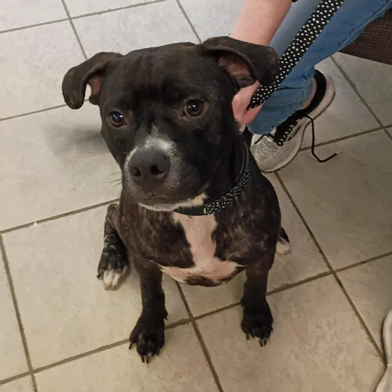 A young medium-sized male Black Mixed Breed dog named Quincy for adoption in Columbus, GA