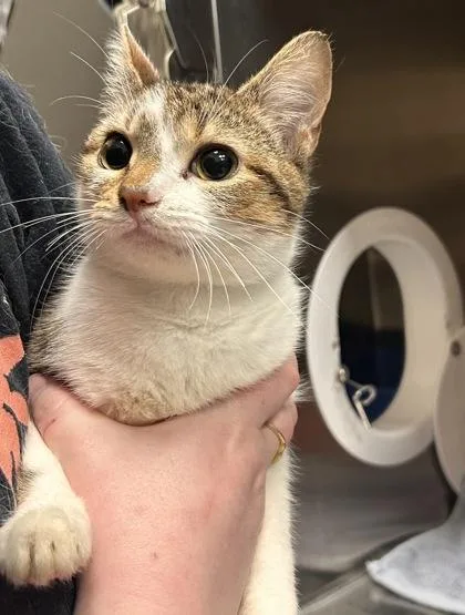 A baby small-sized female Domestic Short Hair cat named Monkey for adoption in Fishers, IN