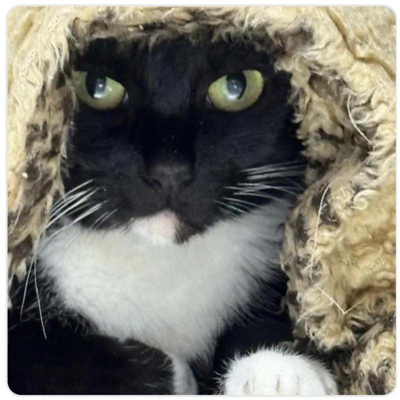 An adult small-sized female Black Domestic Short Hair cat named Chloe for adoption in Coos Bay, OR