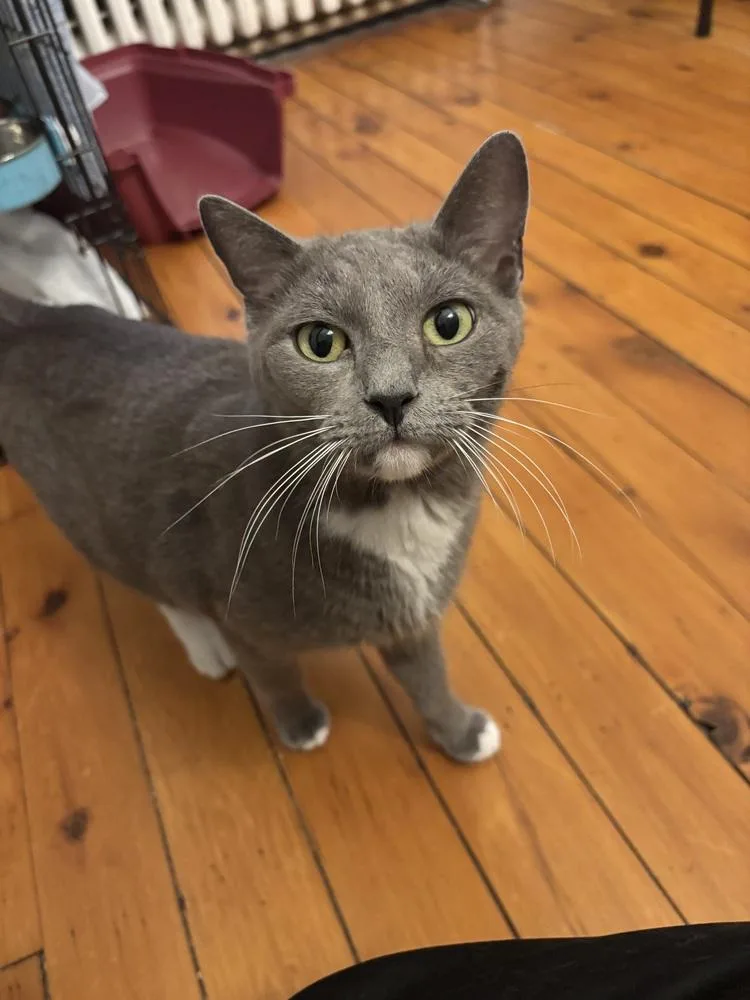 An adult medium-sized female Gray / Blue / Silver Domestic Short Hair cat named Samba for adoption in West Mifflin, PA