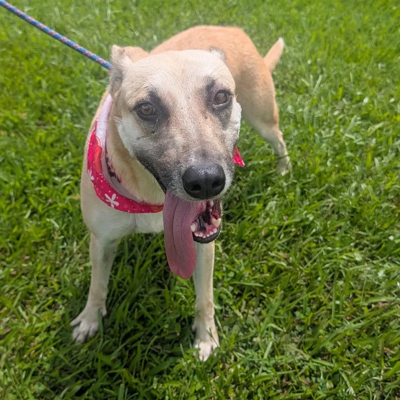 An adult medium-sized female White / Cream Mixed Breed dog named Hoku for adoption in Volcano, HI