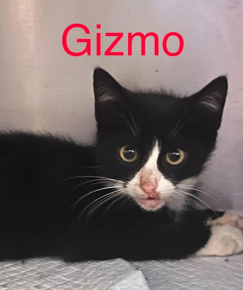 A baby small-sized male Abyssinian cat named Gizmo for adoption in Princeton, IN