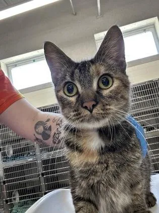 An adult medium-sized female Domestic Short Hair cat named Candyland for adoption in Cincinnati, OH
