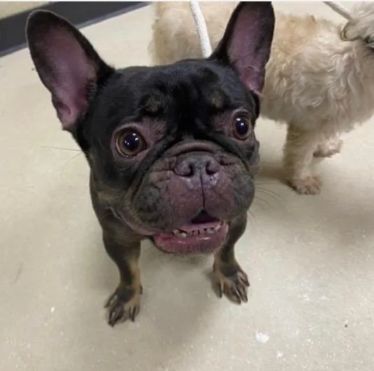 An adult small-sized female Black French Bulldog dog named Maggie for adoption in North Freedom, WI