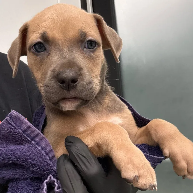 A baby small-sized female Brown / Chocolate Terrier dog named Wendy for adoption in Abilene, TX