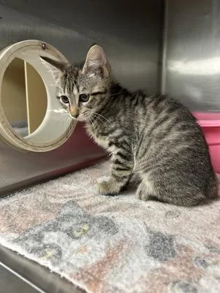 A baby medium-sized female Manx cat named Cherry for adoption in Picayune, MS