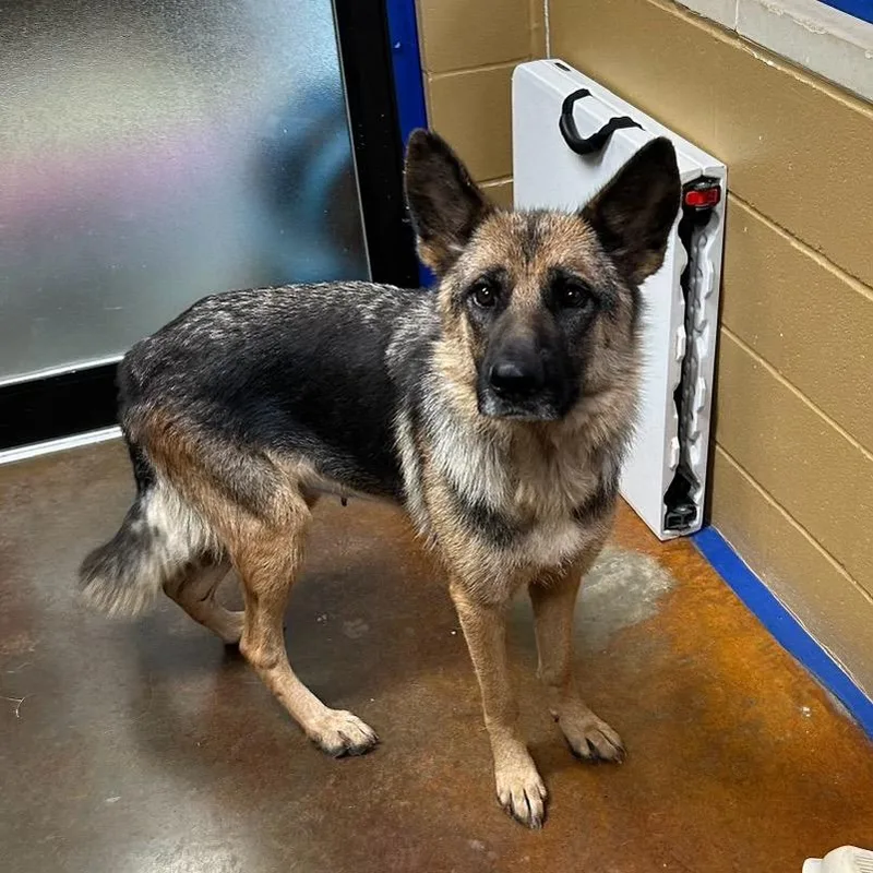 An adult medium-sized female Black German Shepherd Dog dog named Samantha for adoption in Fort Collins, CO