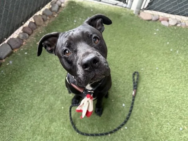 An adult large-sized female Pit Bull Terrier dog named Butterfly for adoption in Phoenix, AZ