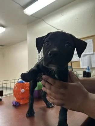 A young small-sized female Pit Bull Terrier dog named Yerba for adoption in Roseville, CA