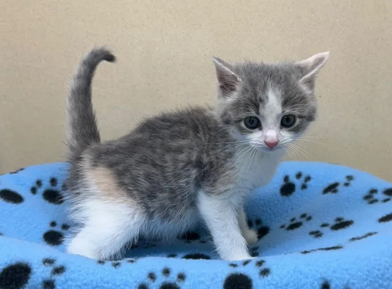 A baby small-sized female Domestic Short Hair cat named Zoey for adoption in Washington Court House, OH