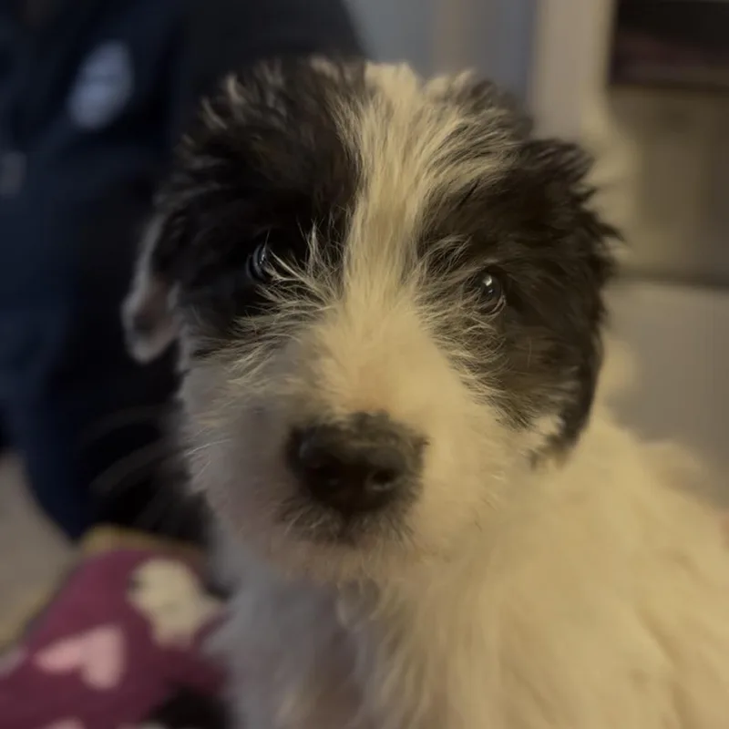 A young medium-sized male Terrier dog named Tuffy for adoption in Midland, TX