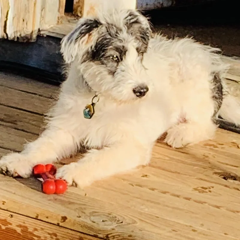Tuffy thumbnail 5