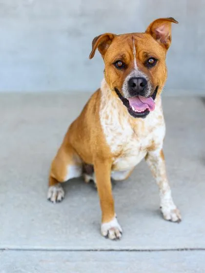 A young large-sized male Mixed Breed dog named Smooch for adoption in Longmont, CO
