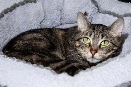 An adult small-sized female Domestic Short Hair cat named Cholula for adoption in Longmont, CO
