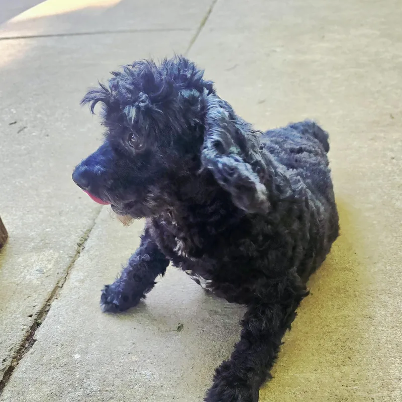 Coal The Stud Muffin