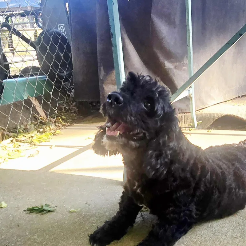 Coal The Stud Muffin thumbnail 2