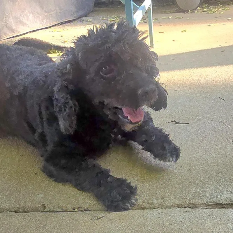 Coal The Stud Muffin thumbnail 3