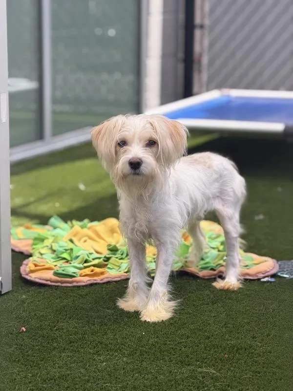 A young small-sized male Wirehaired Terrier dog named Milagro for adoption in San Diego, CA