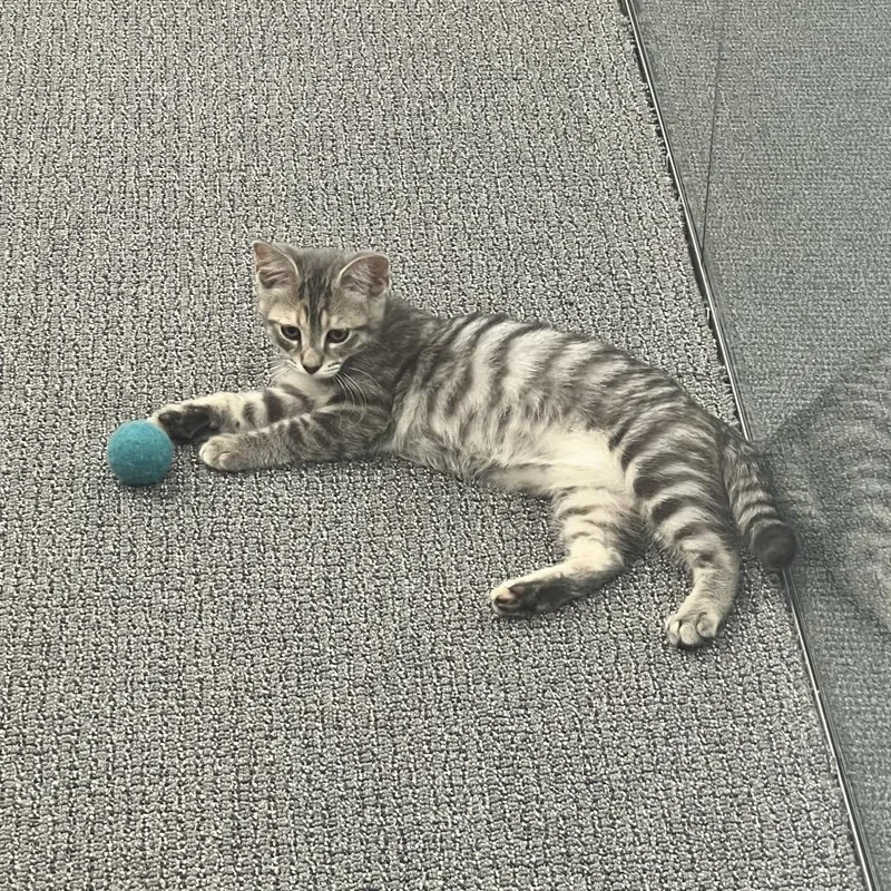 A baby small-sized female Gray / Blue / Silver Domestic Short Hair cat named Peppa for adoption in Costa Mesa, CA