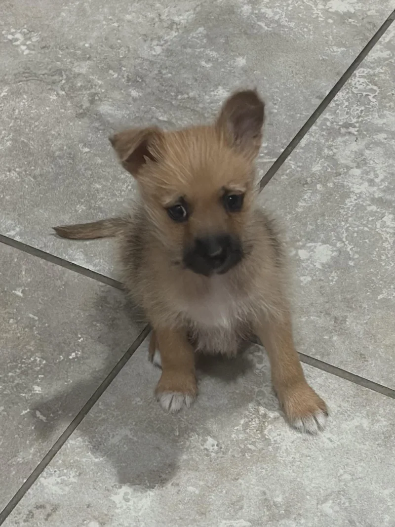 Lincoln thumbnail 2
