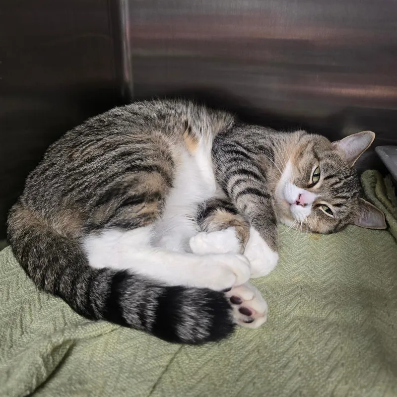 An adult large-sized male Brown / Chocolate Domestic Short Hair cat named Alexander The Great for adoption in Spokane, WA