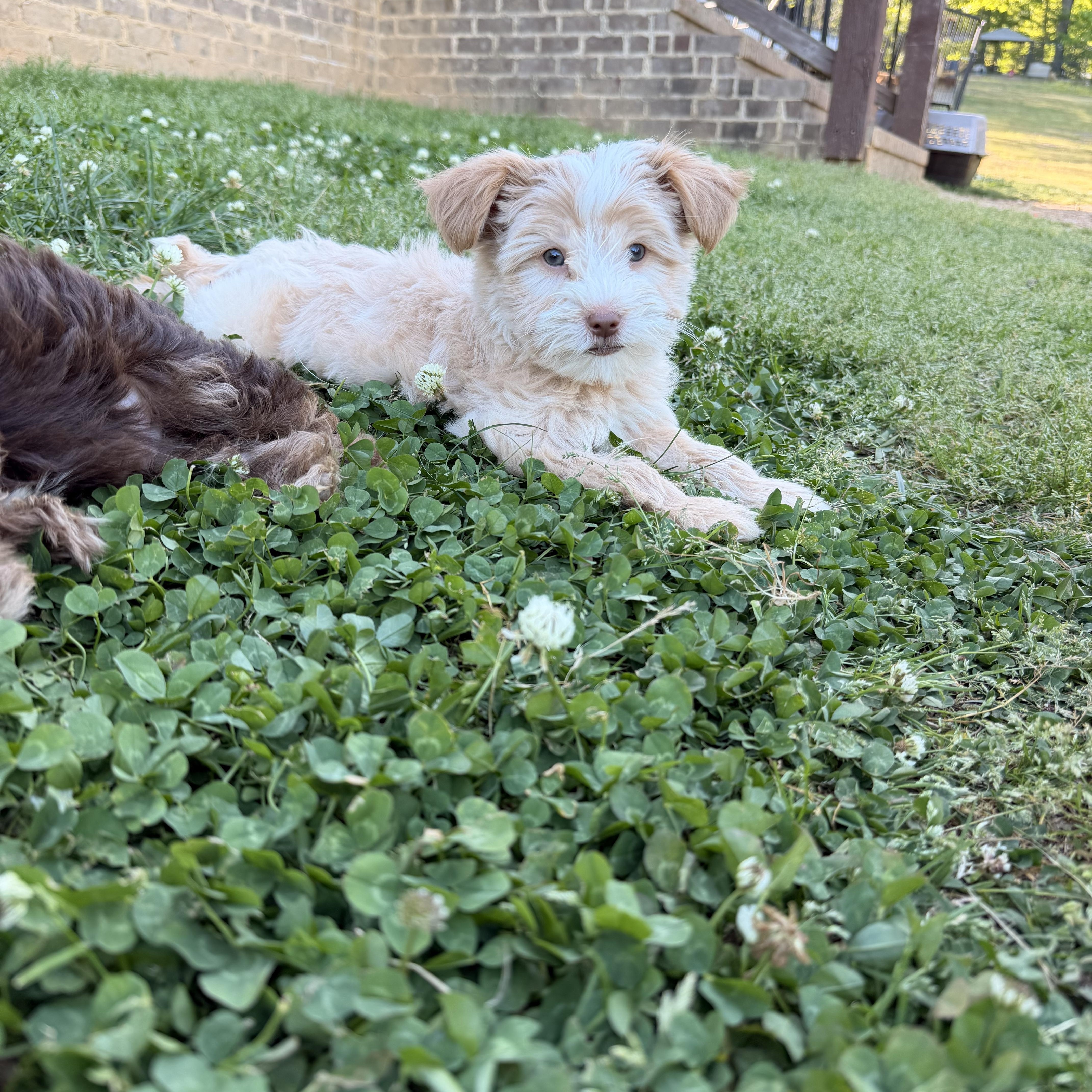 A baby small-sized male White / Cream Maltipoo dog named Dipper for adoption in Warrior, AL