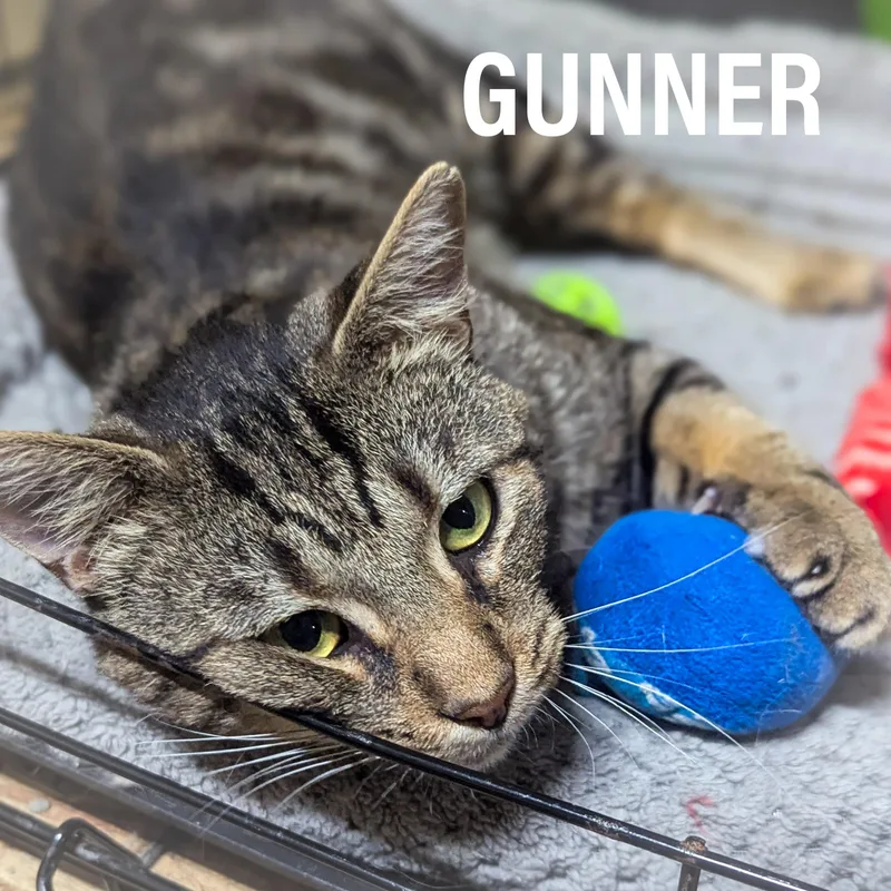 An adult medium-sized male Tabby (Brown / Chocolate) Domestic Short Hair cat named Gunner for adoption in Griffith, IN