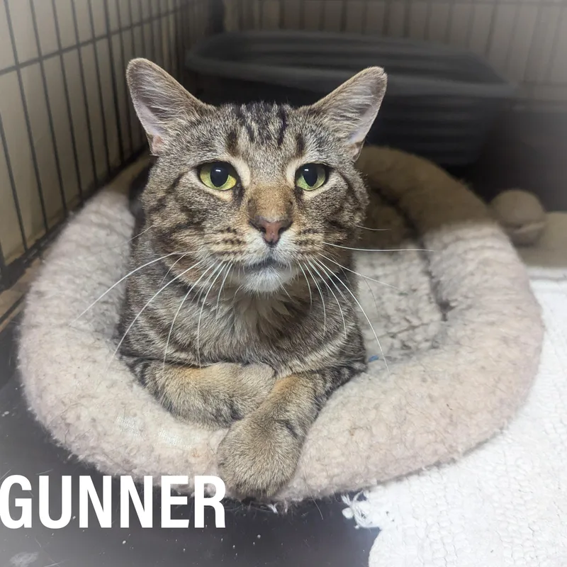 Gunner thumbnail 2