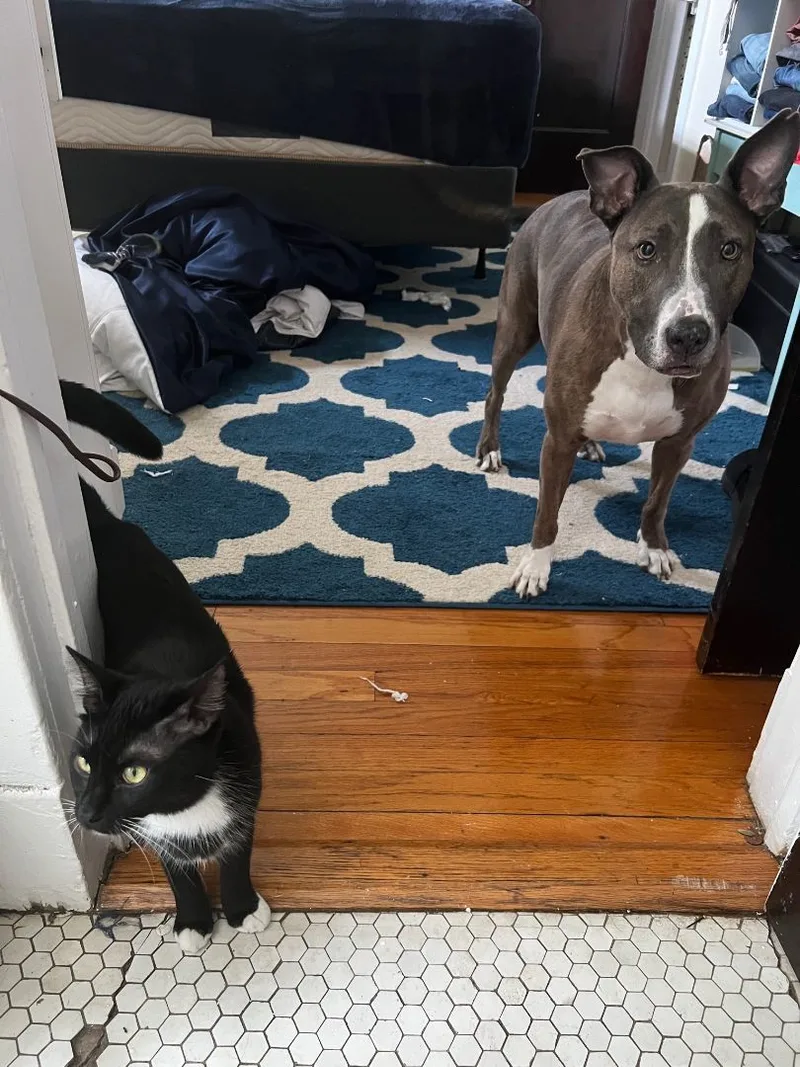 Jacketty Jack thumbnail 2