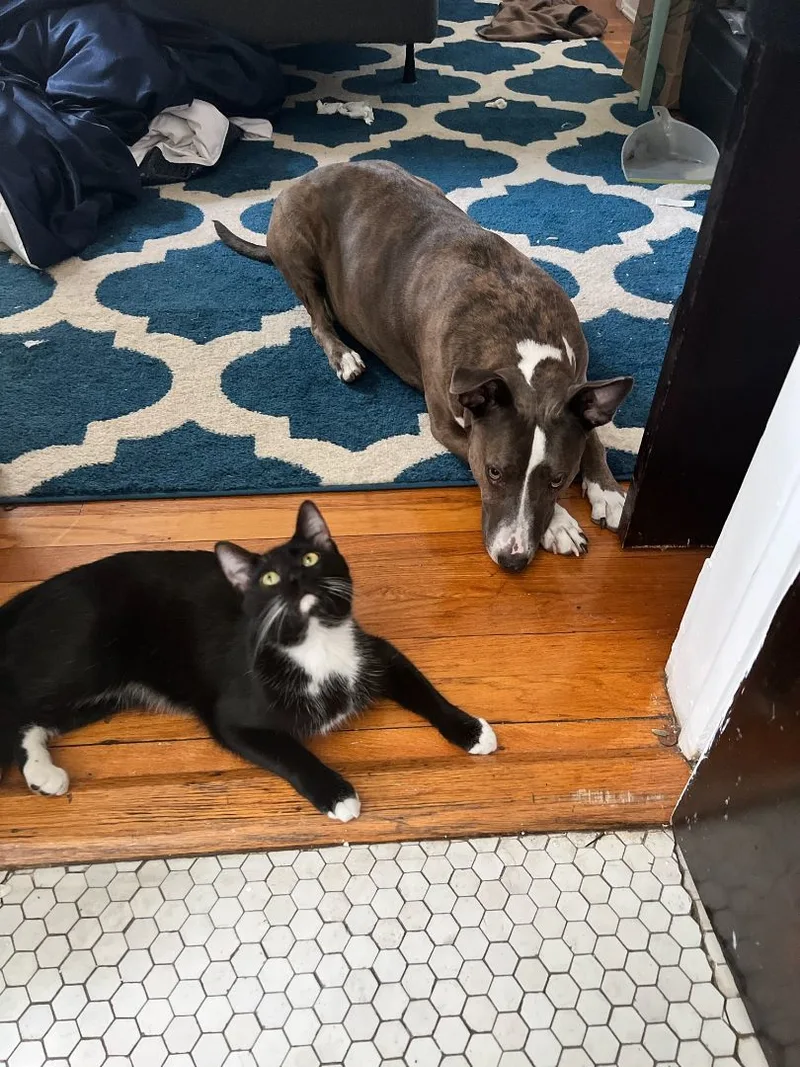 Jacketty Jack thumbnail 3