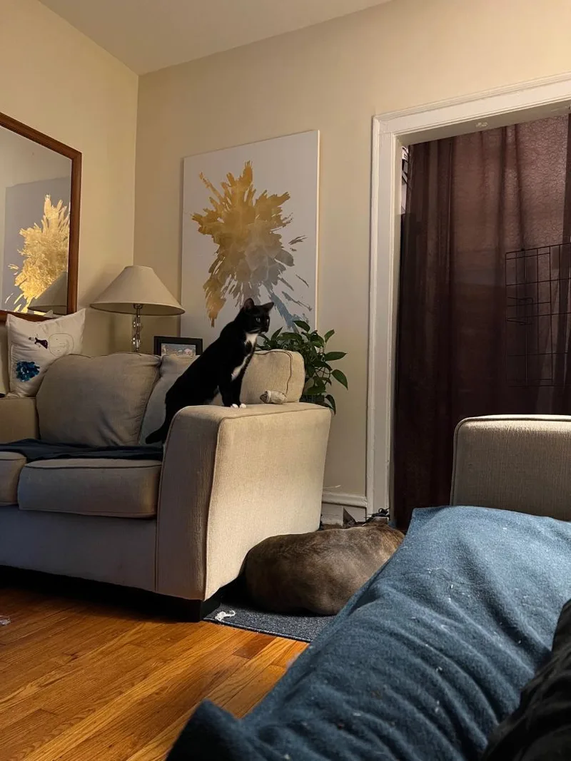 Jacketty Jack thumbnail 4