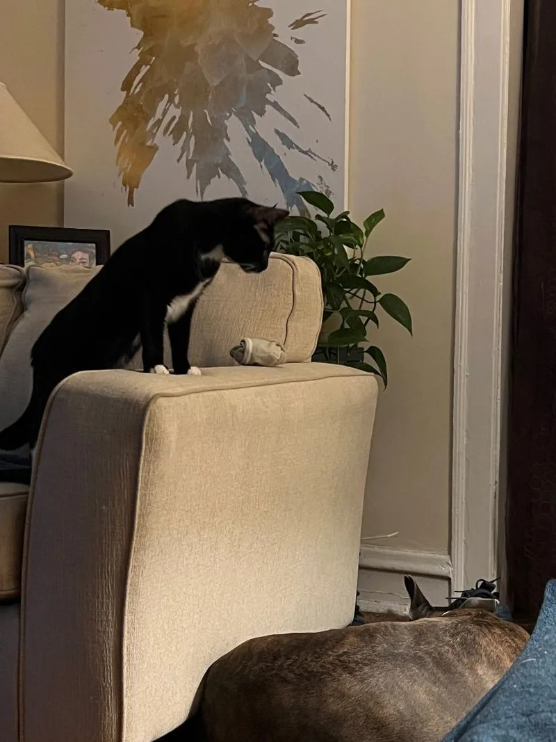 Jacketty Jack thumbnail 6