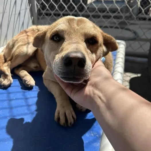 An adult small-sized male Yellow / Tan / Blond / Fawn Cattle Dog dog named 26-477 for adoption in Los Banos, CA