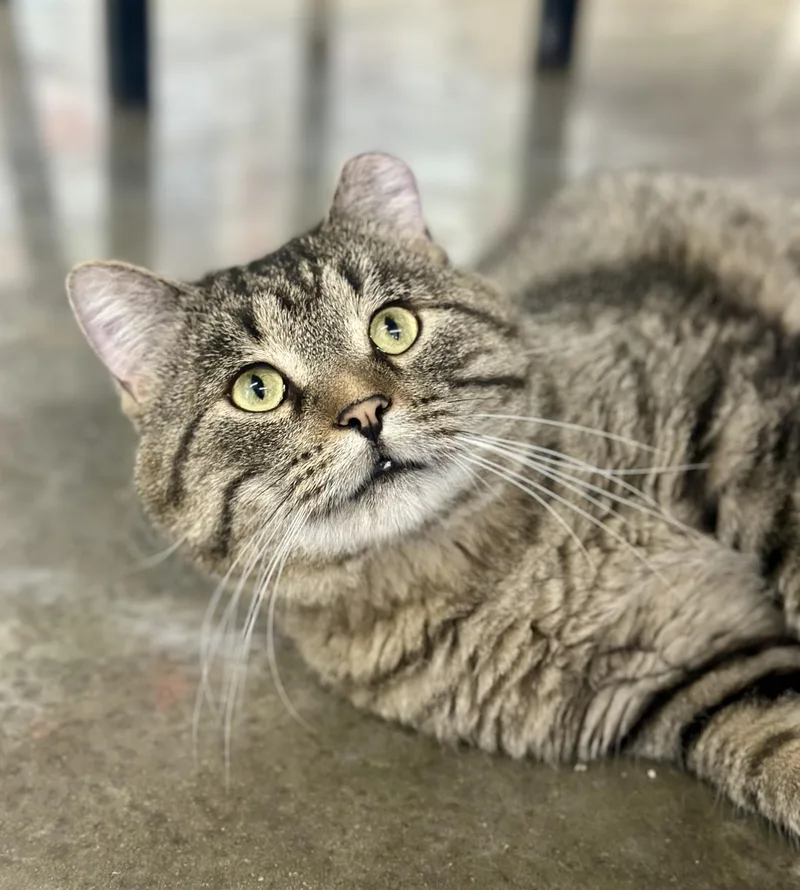 Jefferson thumbnail 2