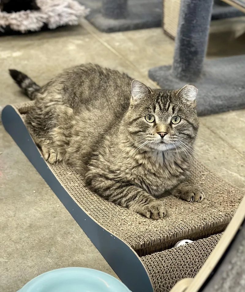 Jefferson thumbnail 3