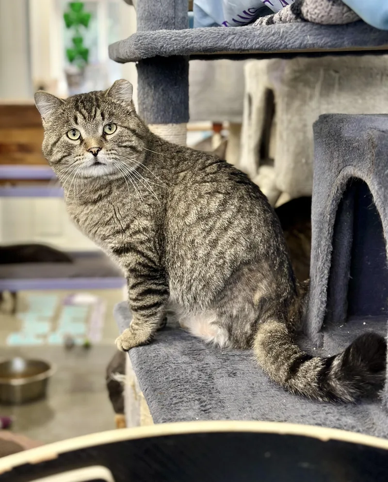 An adult medium-sized male Brown / Chocolate Domestic Short Hair cat named Jefferson for adoption in Faribault, MN