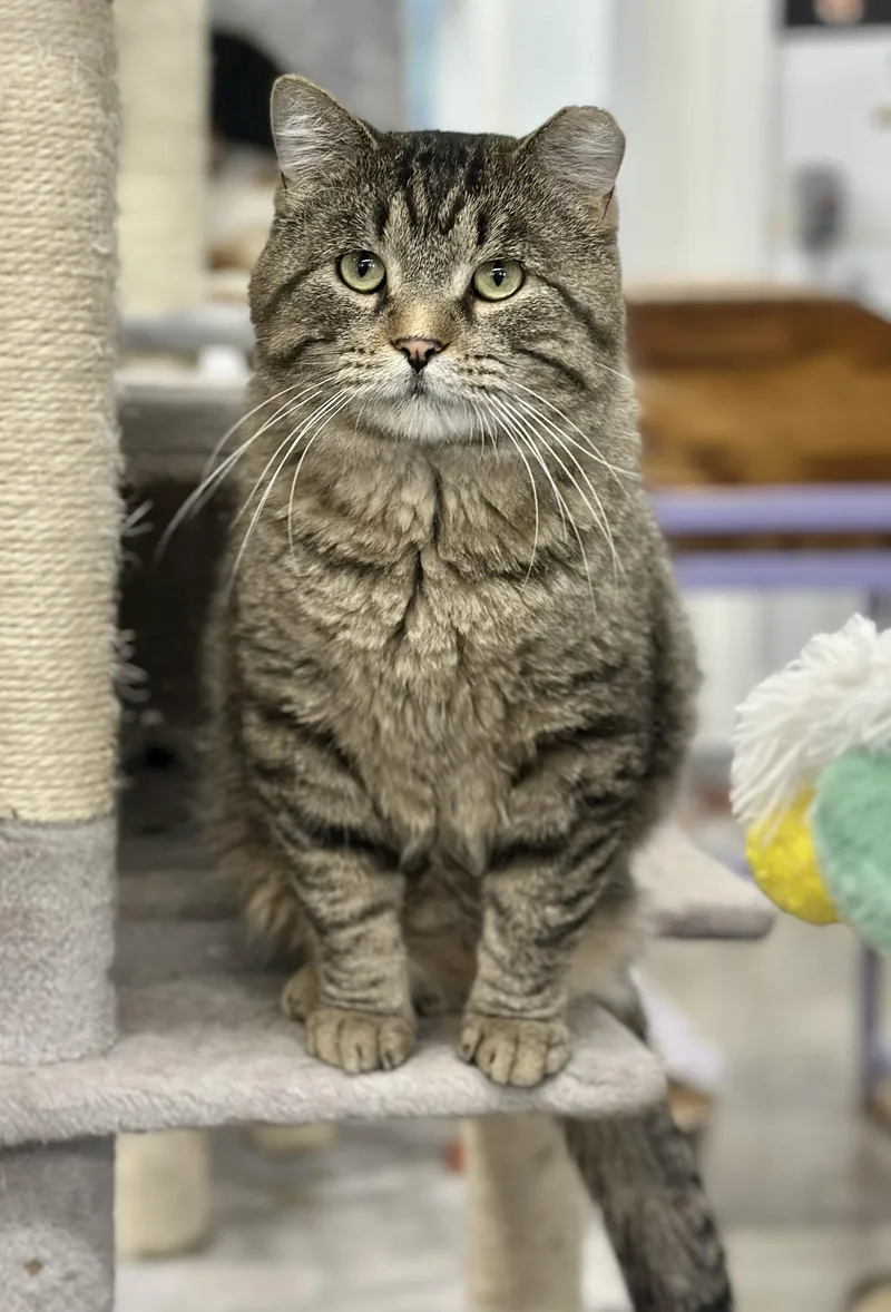 Jefferson thumbnail 4