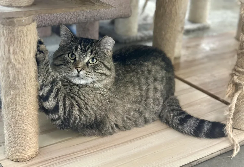 Jefferson thumbnail 6